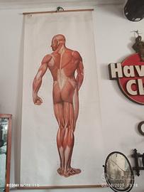 Poster  del corpo umano, Istituto tedesco di igien