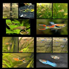Pesci acquario Guppy Endler coloratissimi