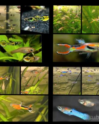 Pesci acquario Guppy Endler coloratissimi