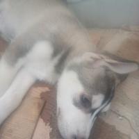 Cucciolo cane alaky