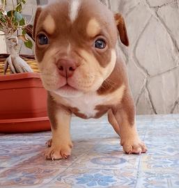 Cucciola american bully