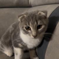 Scottish fold e straight