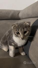 Scottish fold e straight