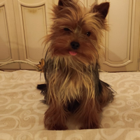 Yorkshire terrier toy