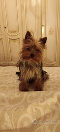 Yorkshire terrier toy