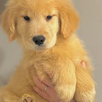 Cuccioli Golden Retriever Linea Americana