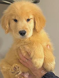 Cuccioli Golden Retriever Linea Americana