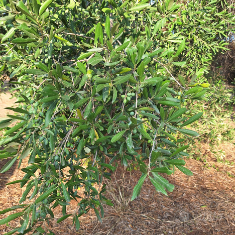 Terreno contrada chiepo casanova