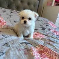 Cuccioli maltese mini toy