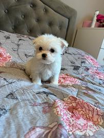 Cuccioli maltese mini toy