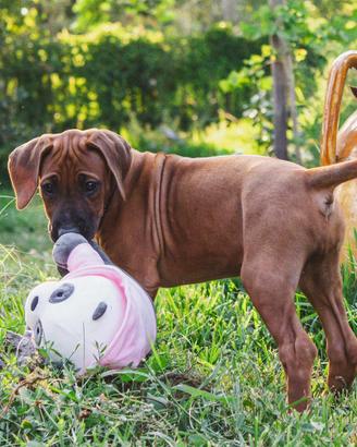 Cuccioli Rhodesian Ridgeback