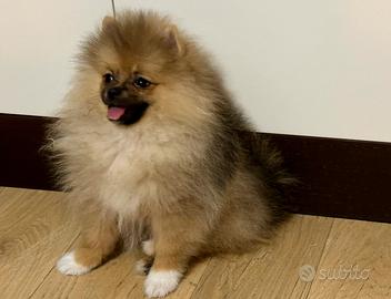 Volpino della Pomerania