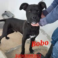 Bobo cucciolo