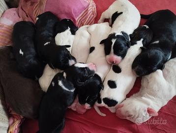 Cuccioli taglia grande