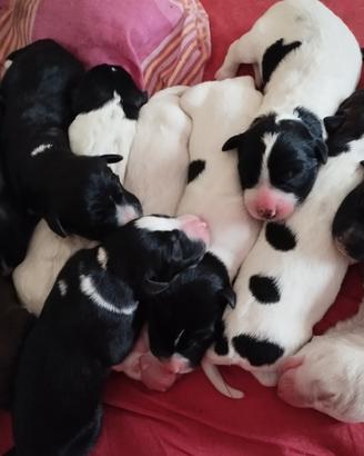 Cuccioli taglia grande