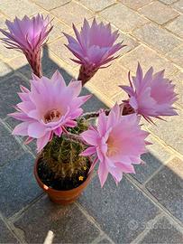 Cactus - Pianta grassa