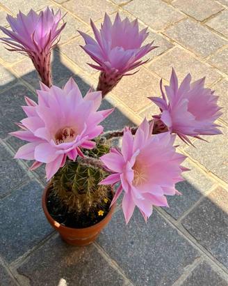 Cactus - Pianta grassa