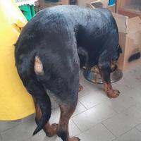 Rottweiler femmina