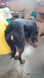 Rottweiler femmina