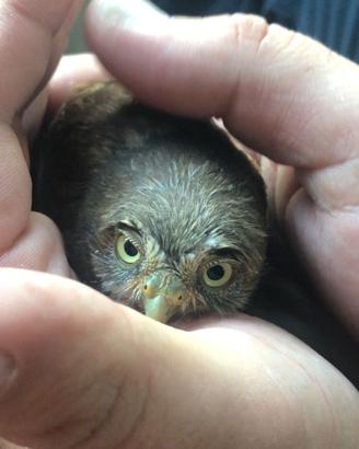 Pulli civette pigmee