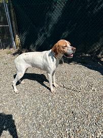 Pointer femmina
