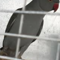 Parrochetti dal collare