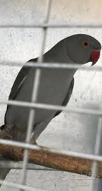 Parrochetti dal collare