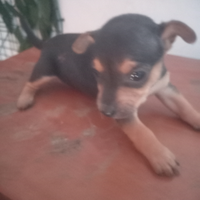 Cuccioli di piccola taglia