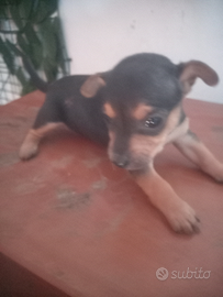 Cuccioli di piccola taglia