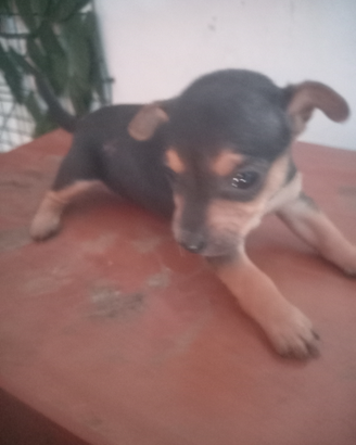Cuccioli di piccola taglia