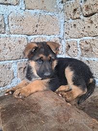 Cucciolo pastore tedesco razza pura