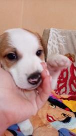 Cucciolo Jack Russell