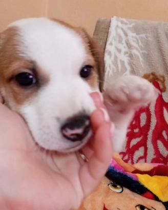 Cucciolo Jack Russell