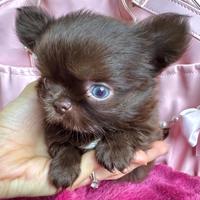 Chihuahua SUPER TOY femmina cioccolato Ipertipica