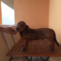 Cucciolone di alpenlaendische dachsbracke