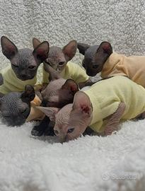 sphynx