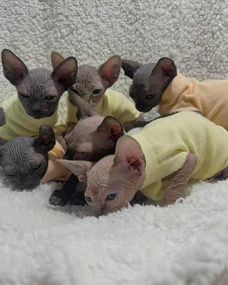 sphynx