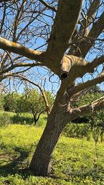 2 Alberi noce nazionale