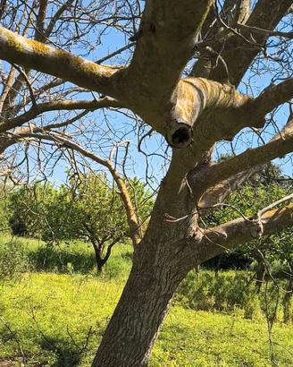 2 Alberi noce nazionale