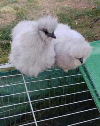 Galline moroseta
