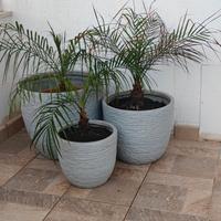 vasi palma robellina