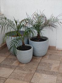 vasi palma robellina