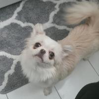 Chihuahua femmina 2kg