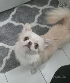 Chihuahua femmina 2kg