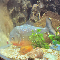 Piranha pancia rossa e pesce gatto pilitore