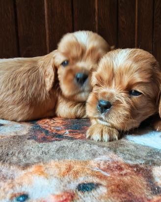 Cavalier King Charles Spaniel Ruby disponibili