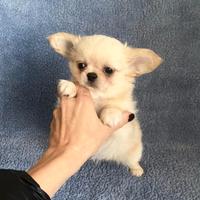 Chihuahua maschio a pelo lungo con pedigree enci