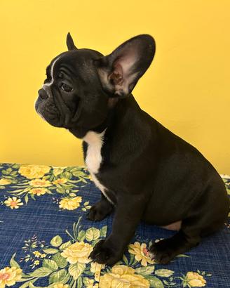 Cucciole di bulldog francese 