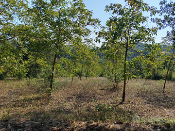 Terreni agricoli Taurasi e Sant'Angelo All'Esca