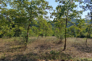 Terreni agricoli Taurasi e Sant'Angelo All'Esca